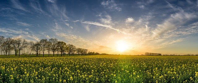 Na czym polega zaprawianie nasion i po co jest stosowane